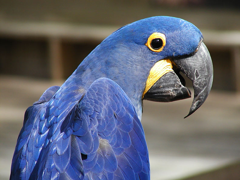 Blue Parrot