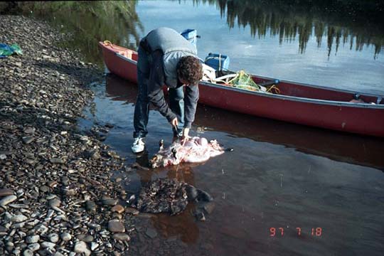 ButcheringBeaver