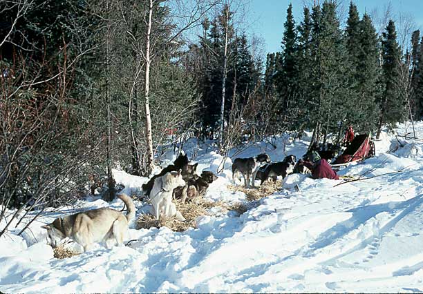 Paul Finch's team settled in at Kaltag, Alaska.