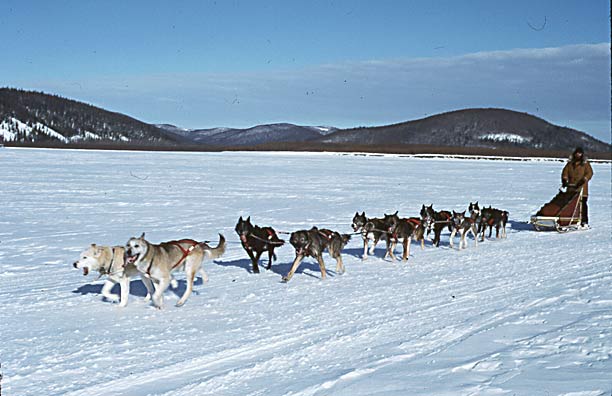 Paul Finch's Dog Team