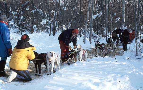 Mushers harnessing up a team