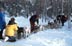 Mushers hitch up a team.