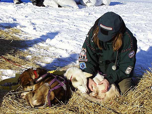 Vet examining race dogs.