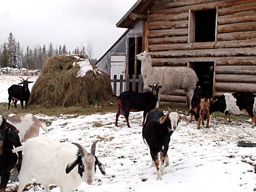 Milk Goats